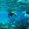 snorkel coral reef